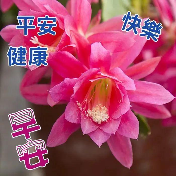 早上好发朋友的早安问候祝福语图片表情包饱满热烈的早上好祝福语短信