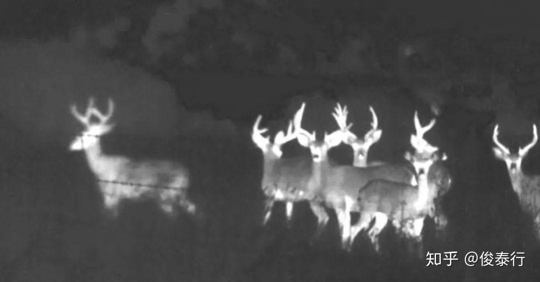 保护野生动物的理想工具—多功能手持红外热像仪 知乎