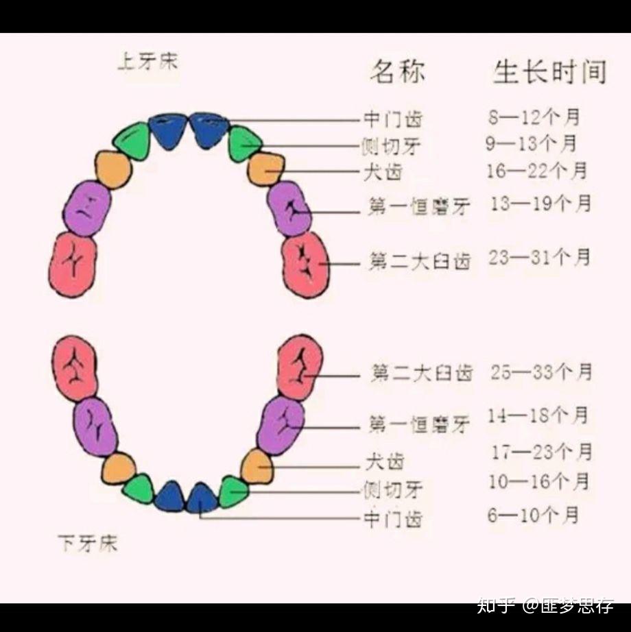 为什么会掉牙图片