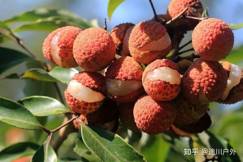 高铁1.5h跑拢!四川这座千年江城,美食美景无数!终于藏不住了!