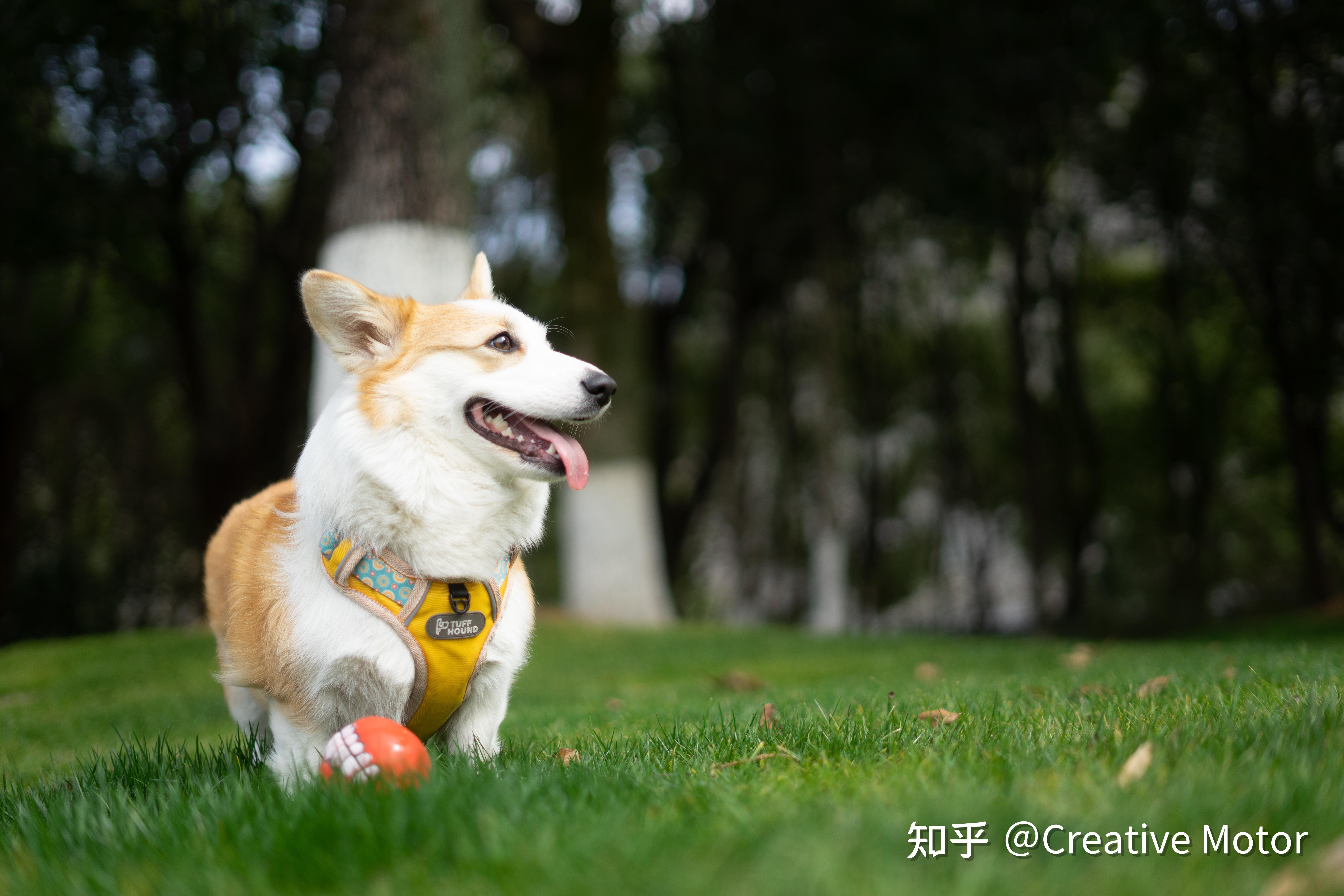 摄影干货宠物写真摄影思路以及后期调色分享