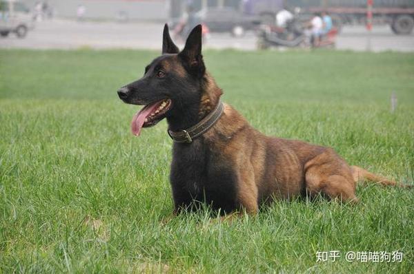 德牧和马犬同样是警犬 谁更厉害一些 德牧和马犬哪个更凶 爱在网