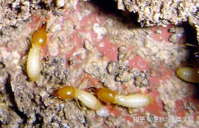 【动物界全系列】等翅下目—白蚁科(下):土白蚁