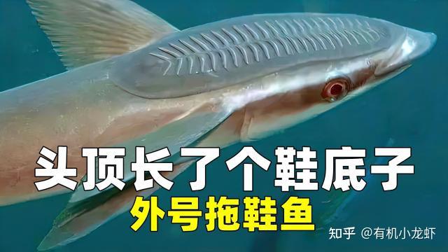 鮣鱼 - 知乎