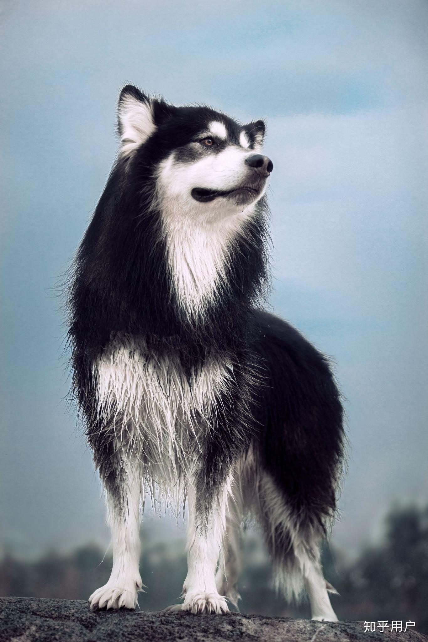 阿拉斯加犬|摄影|动物|黄一能来了 - 原创作品 - 站酷 (ZCOOL)