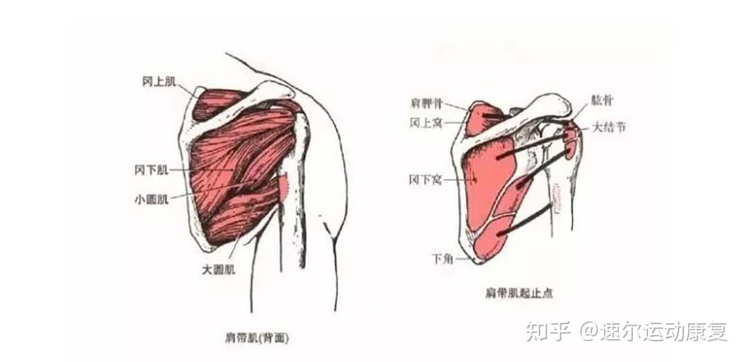 圆肩韧带图片