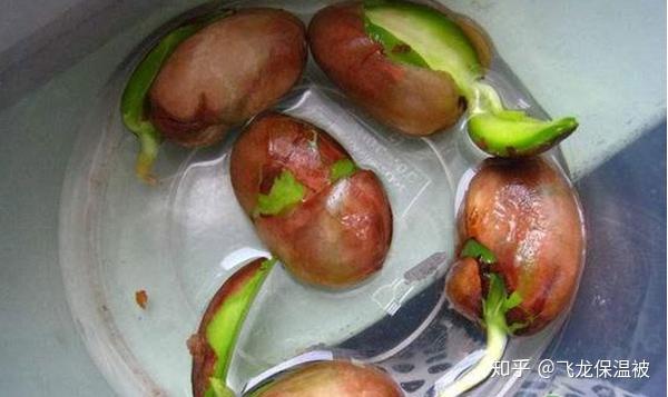 菠萝蜜的核能种吗 菠萝蜜核盆栽的方法 菠萝蜜种子盆栽的教程 恩芝网 菠萝蜜的核能种吗 菠萝蜜核盆栽的方法 菠萝蜜种子盆栽的教程 恩芝网