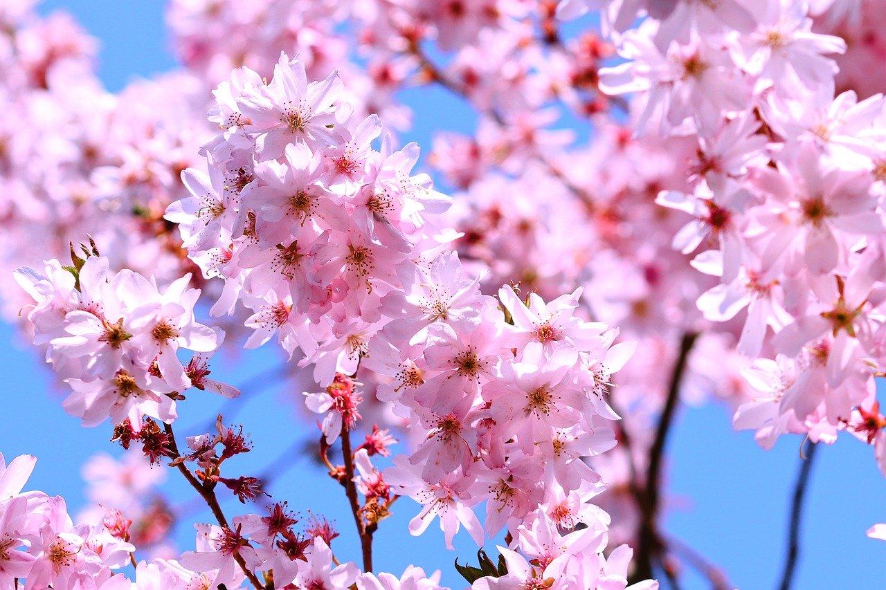 粉色---花卉高清图片素材(横屏)20200314