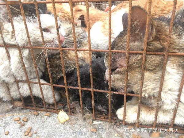 “流浪猫”是如何生存的?看完,请珍惜你的猫 - 知乎