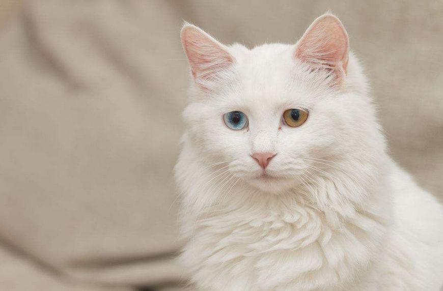 养猫全攻略,养猫人士一般必备什么东西 - 知乎