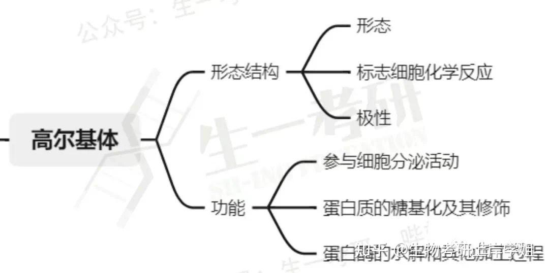 细胞生物学考研 思维导图带背之 内膜系统 - 知乎