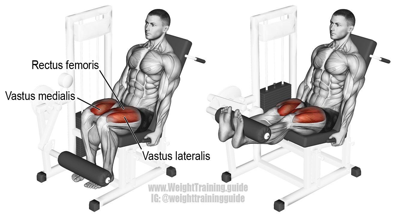 vastus medialis图片