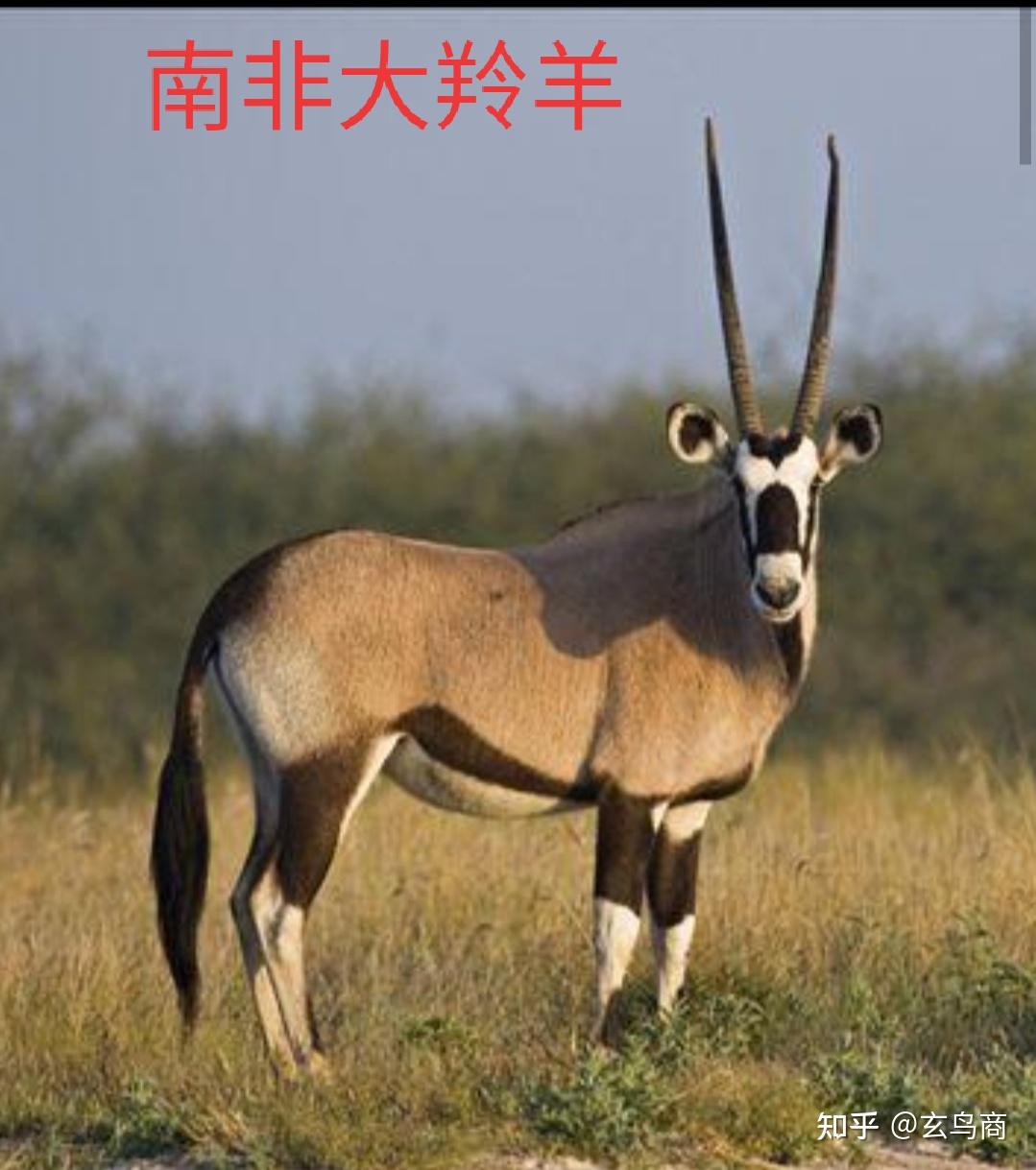 山海经之基山猼訑尚鸟付鸟