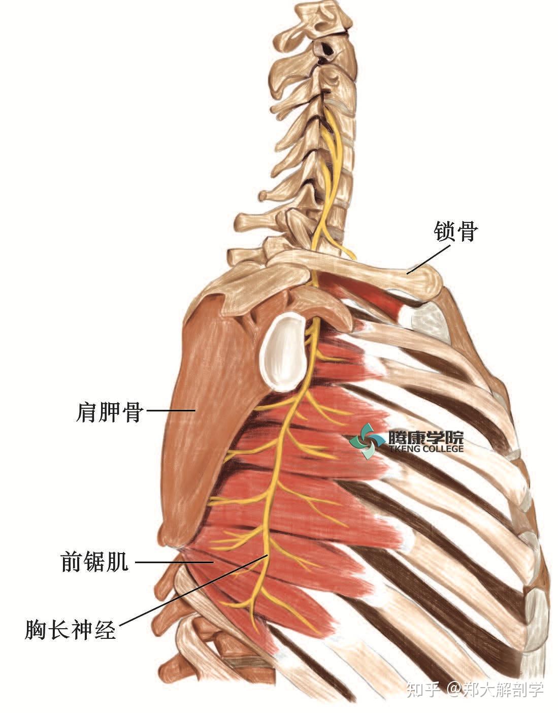 臂丛锁骨上部分支 - 知乎