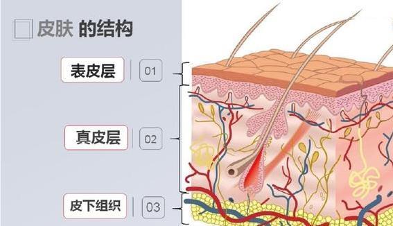 一,皮肤结构皮肤是人体最大的器官,皮肤由表皮,真皮和皮下组织构成,并