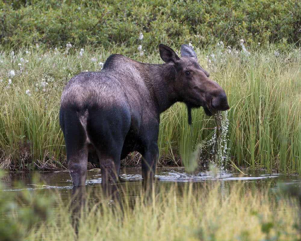 黑龙江出现三头避水金睛兽在林中结伴觅食敢独自横渡海峡