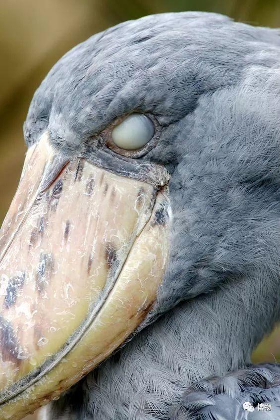 cn蛙类和鳄鱼也有瞬膜,不过它们的瞬膜是透明,在水下,这层眼睑就成了