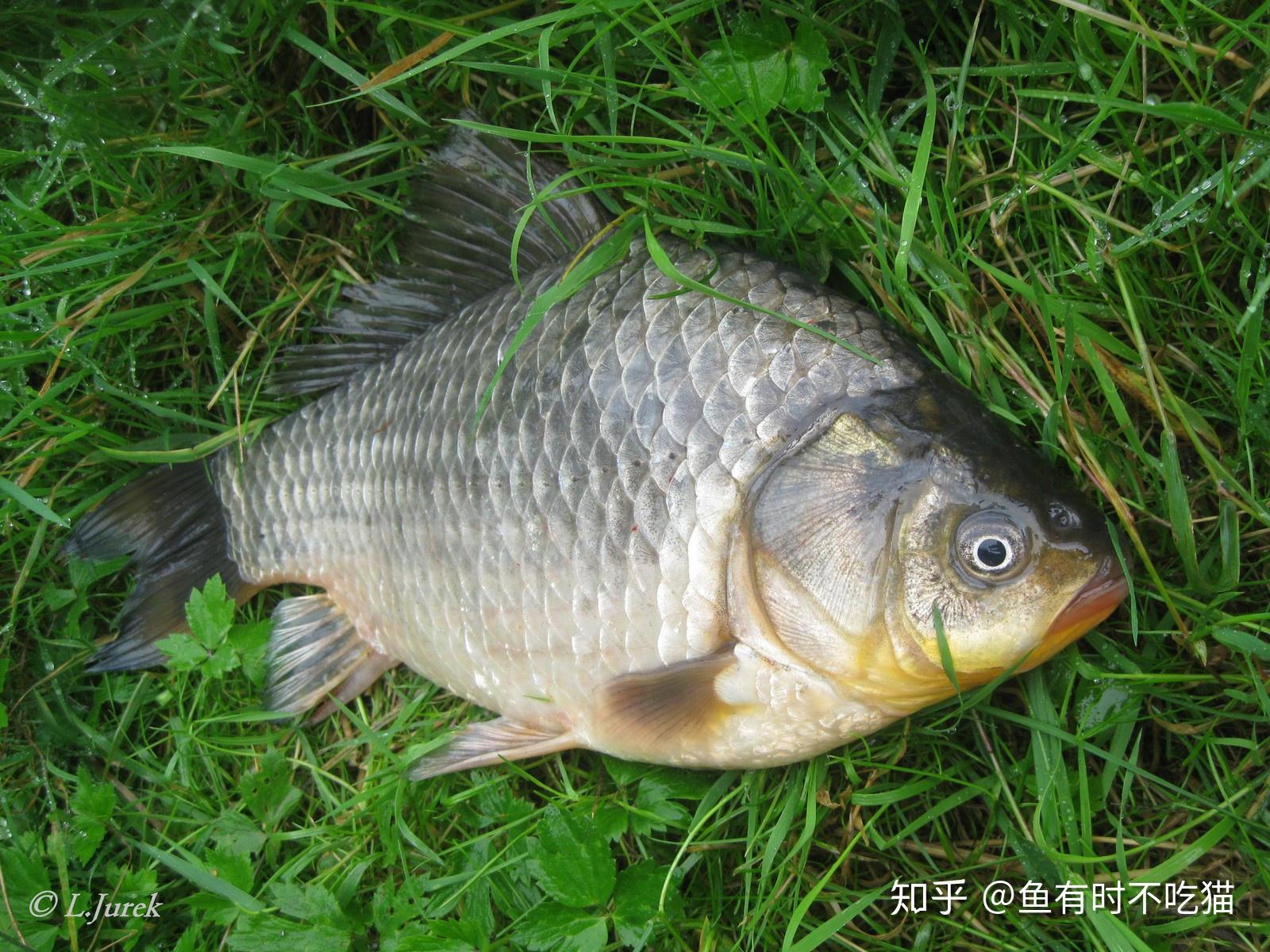 no41 清蒸银鲫 方正县是中国银鲫基地"南有武昌鱼