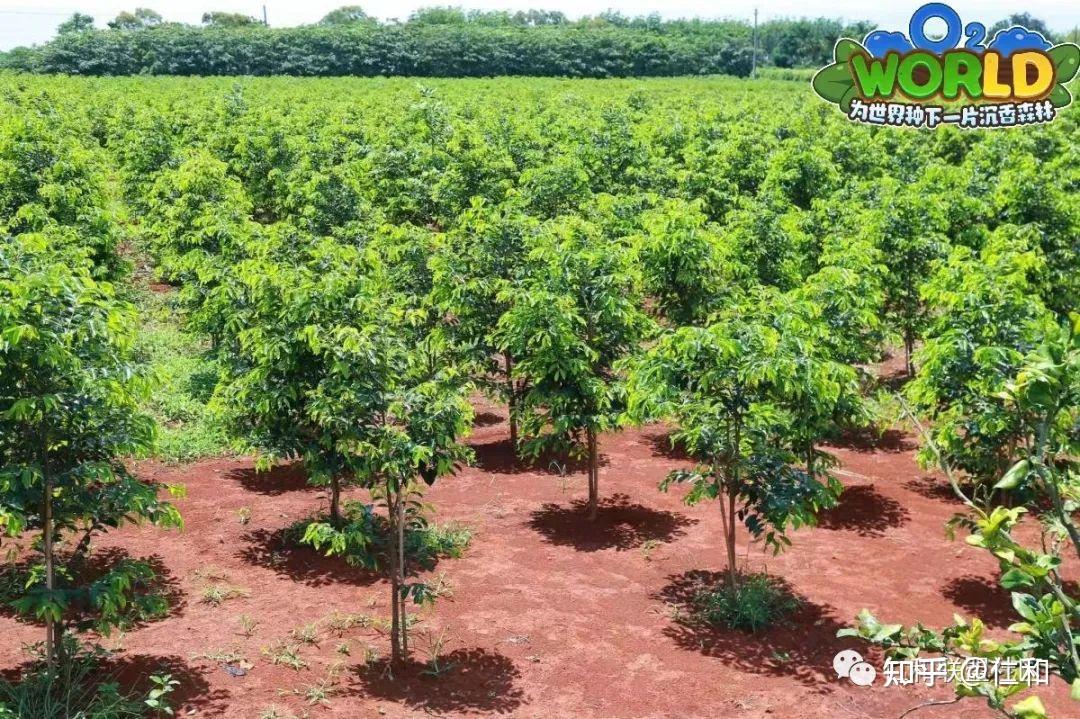 海南沉香的背景实力有多强