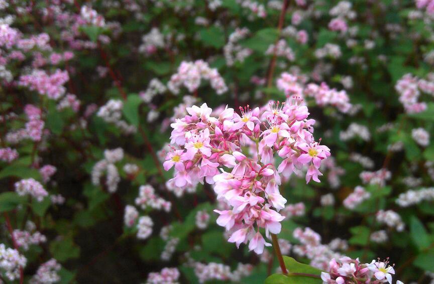 花信风清明之麦花万顷雪光抽夏日