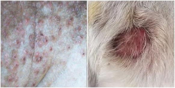 狗狗皮肤病治疗方法 宠物真菌螨虫细菌皮炎脓皮湿疹毛囊炎的区别及预防教程 知乎