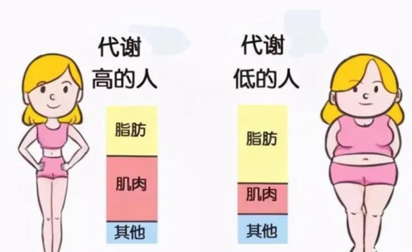 基础代谢慢表现及提升方法,睡着觉也能瘦 - 知乎