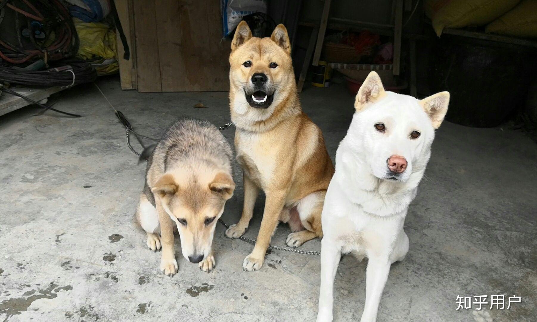 要說田園犬醜首先要確實什麼是純種原生的田園犬好嗎