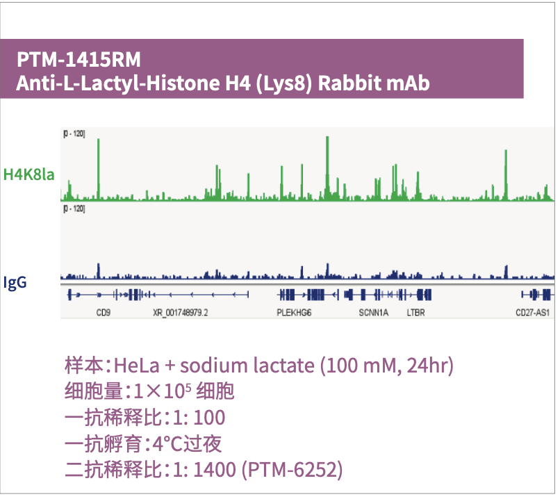 PTMab官宣！乳酸化修饰抗体也能做CUT&Tag啦！ 知乎