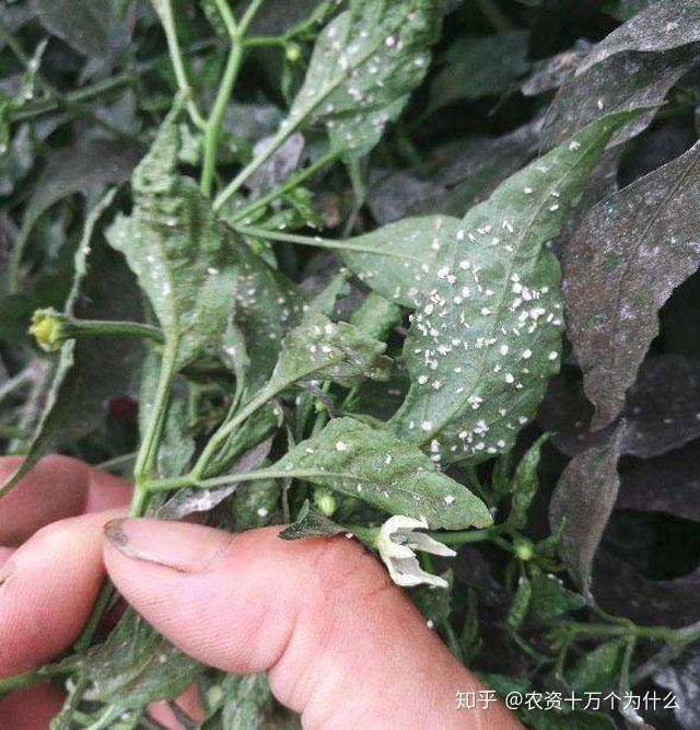 致菜农辣椒三虫三病防治不到位严重影响辣椒产量和品质
