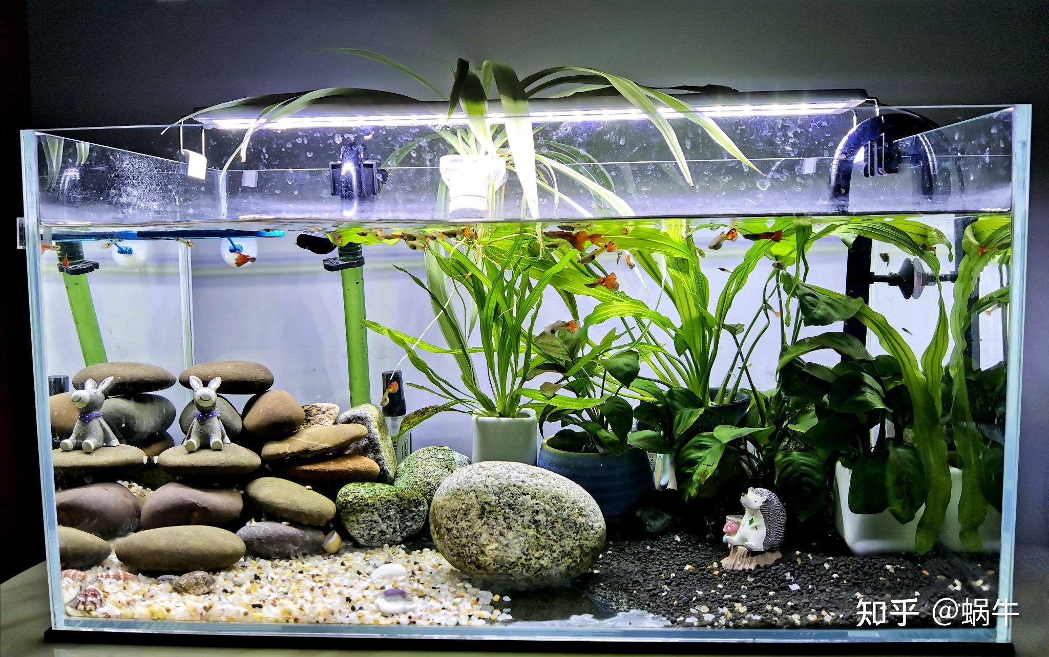 500元草缸开缸实录