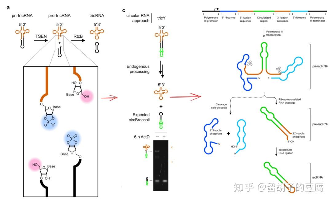 VLP递送Tornado系统表达的circRNA,实现更长久的蛋白表达 - 知乎