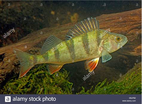 不是鱼露 是鲈鱼哦 浅说 集合啦 动物森友会 游戏中的 鲈鱼 作者 暮晖熠熠 知乎