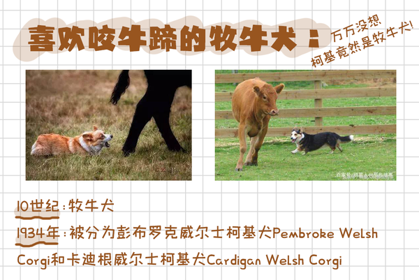 女王最爱柯基犬的前世今生 知乎