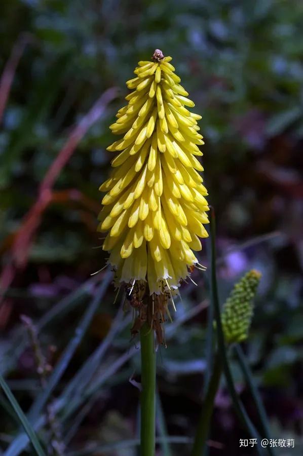 生态客【分科识花图鉴】14 阿福花科 - 知乎