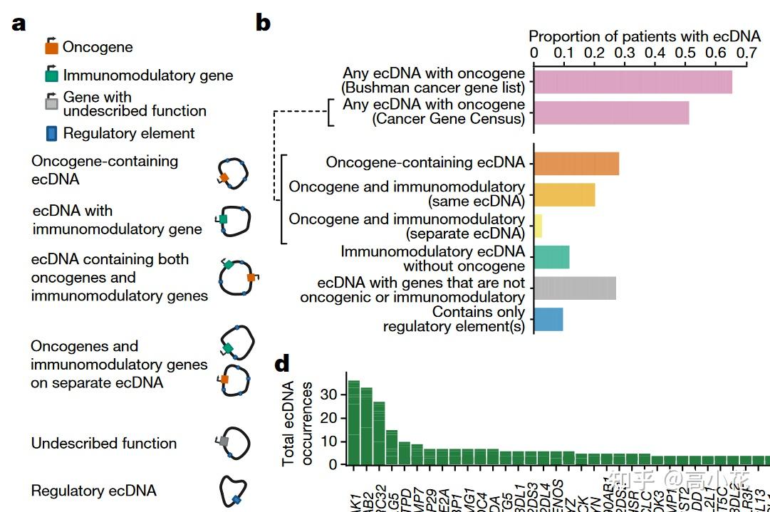 最新Nature揭示ecDNA的起源和影响 - 知乎