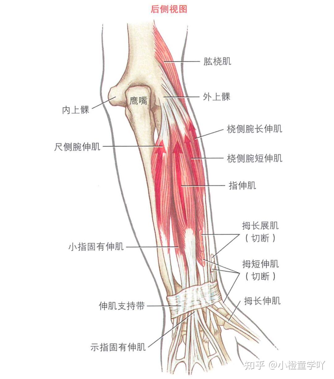 手部肌肉解剖 - 知乎