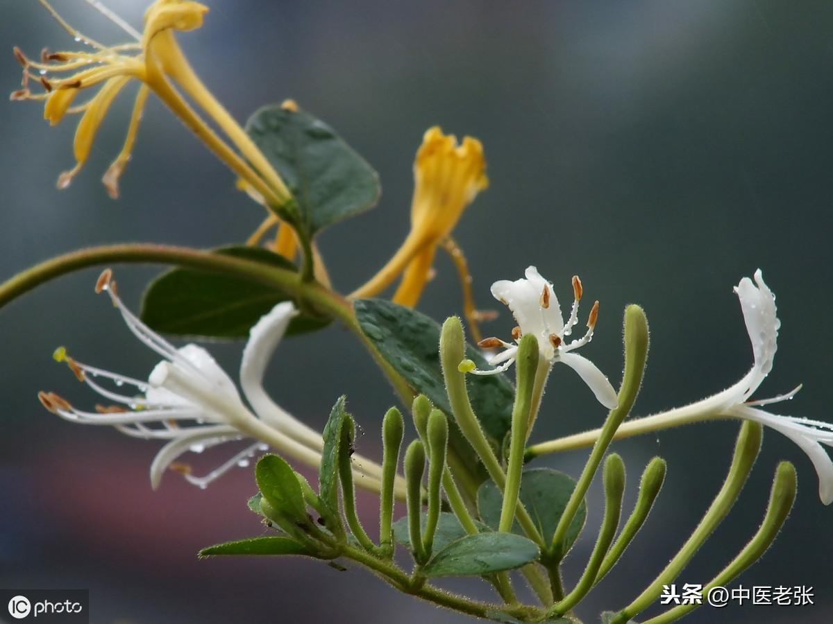 沸草:旋覆梗,黃花草桔梗:包袱花,炮仗花,明葉菜,三葉菜接骨木:順筋枝