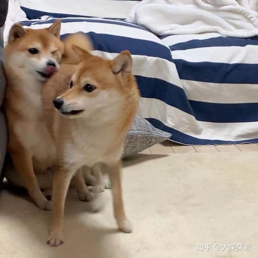 李雪琴与柴犬不得不说的故事