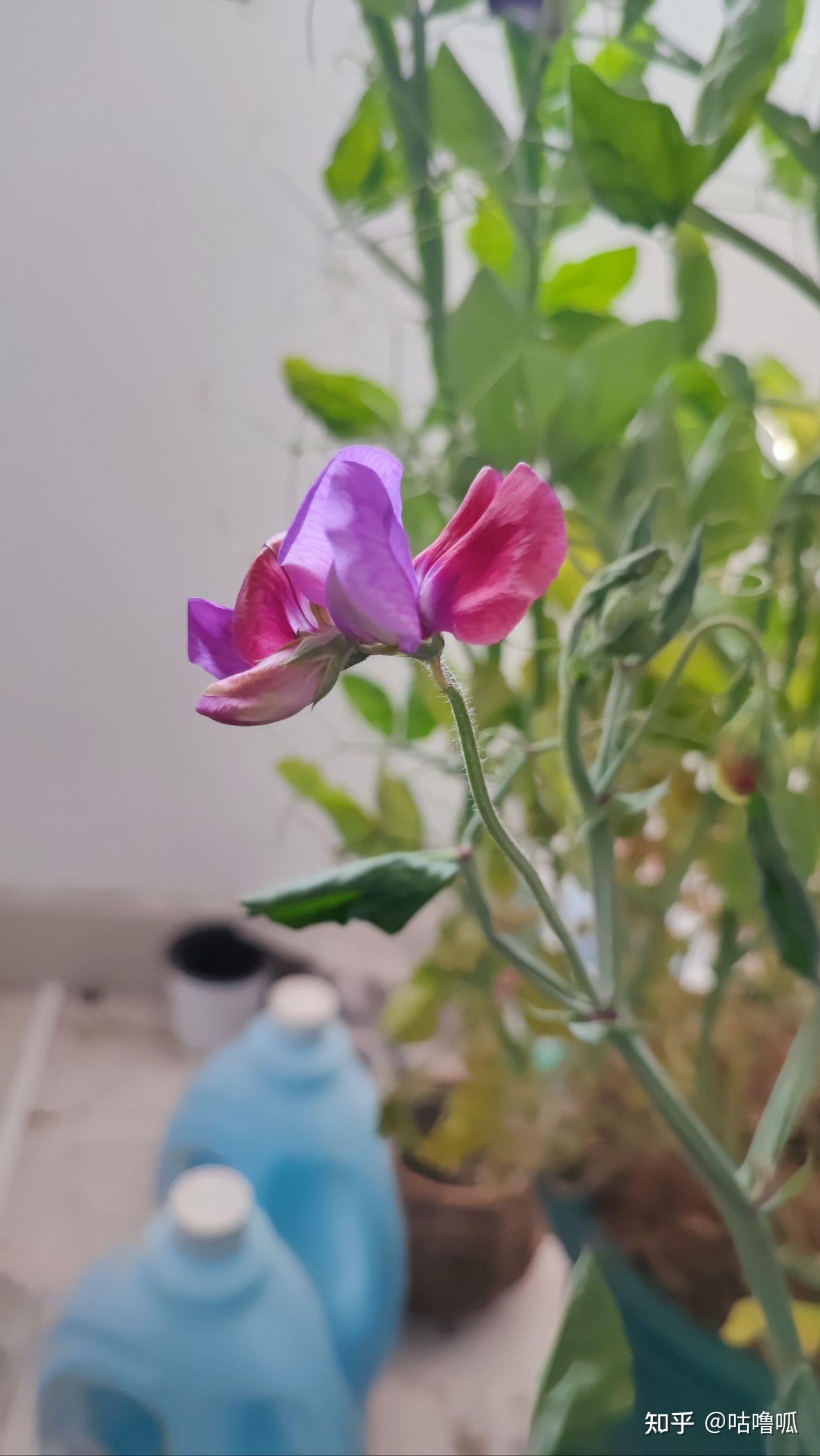 香豌豆盆栽种植体验【坐标南京】