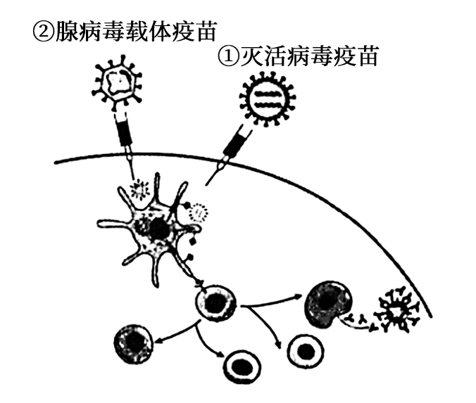 (新高考)江蘇省2021年高中生物適應性考試試題 - 知乎