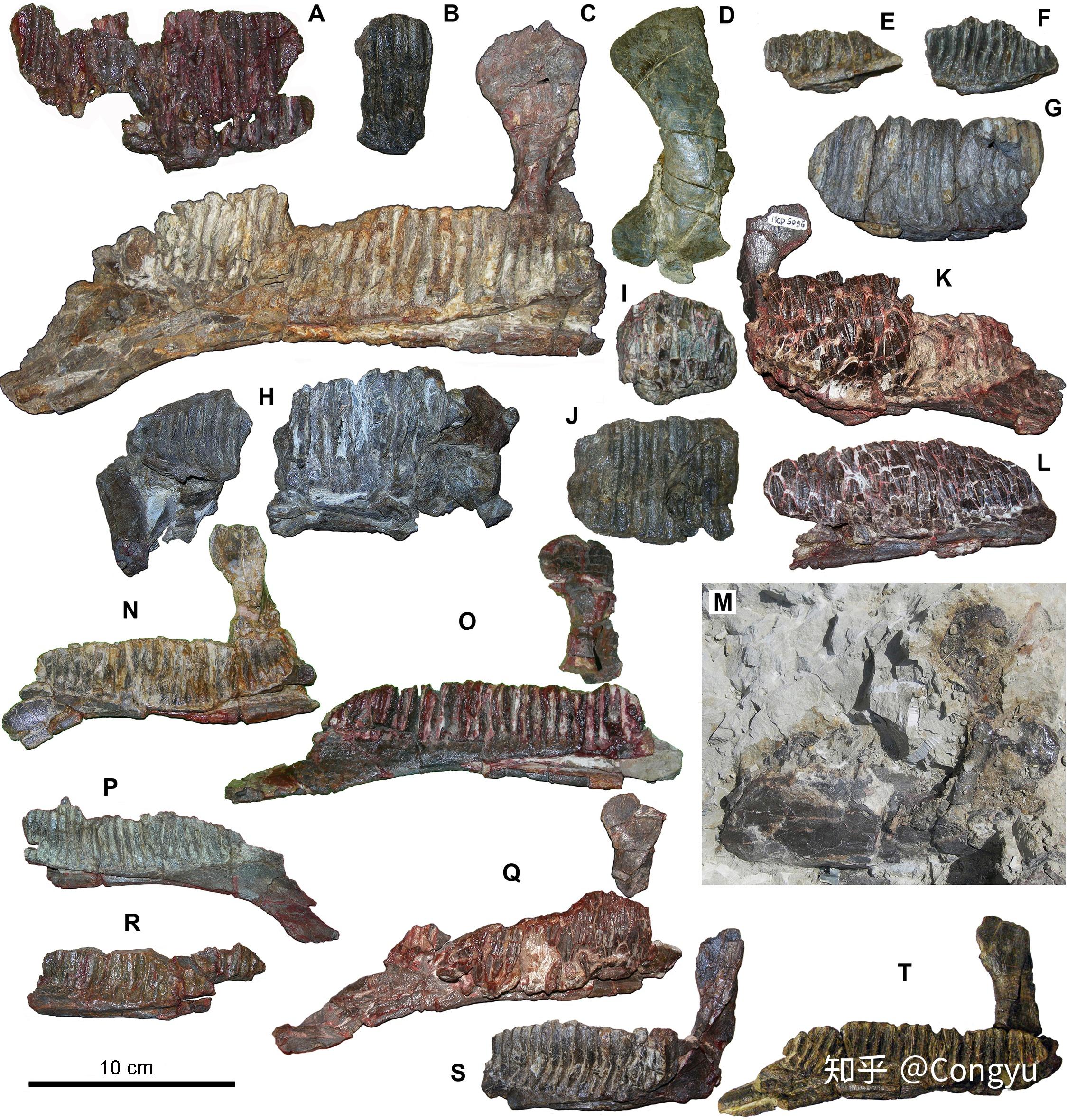 阶晚期,tremp syncline,西班牙)的鸭嘴龙的个体发育及分类学(ontogeny