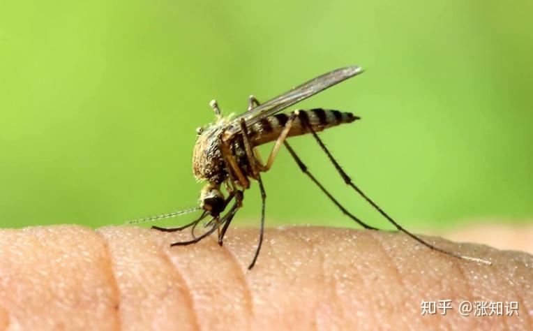 为什么到了冬天还会有那么多的蚊子