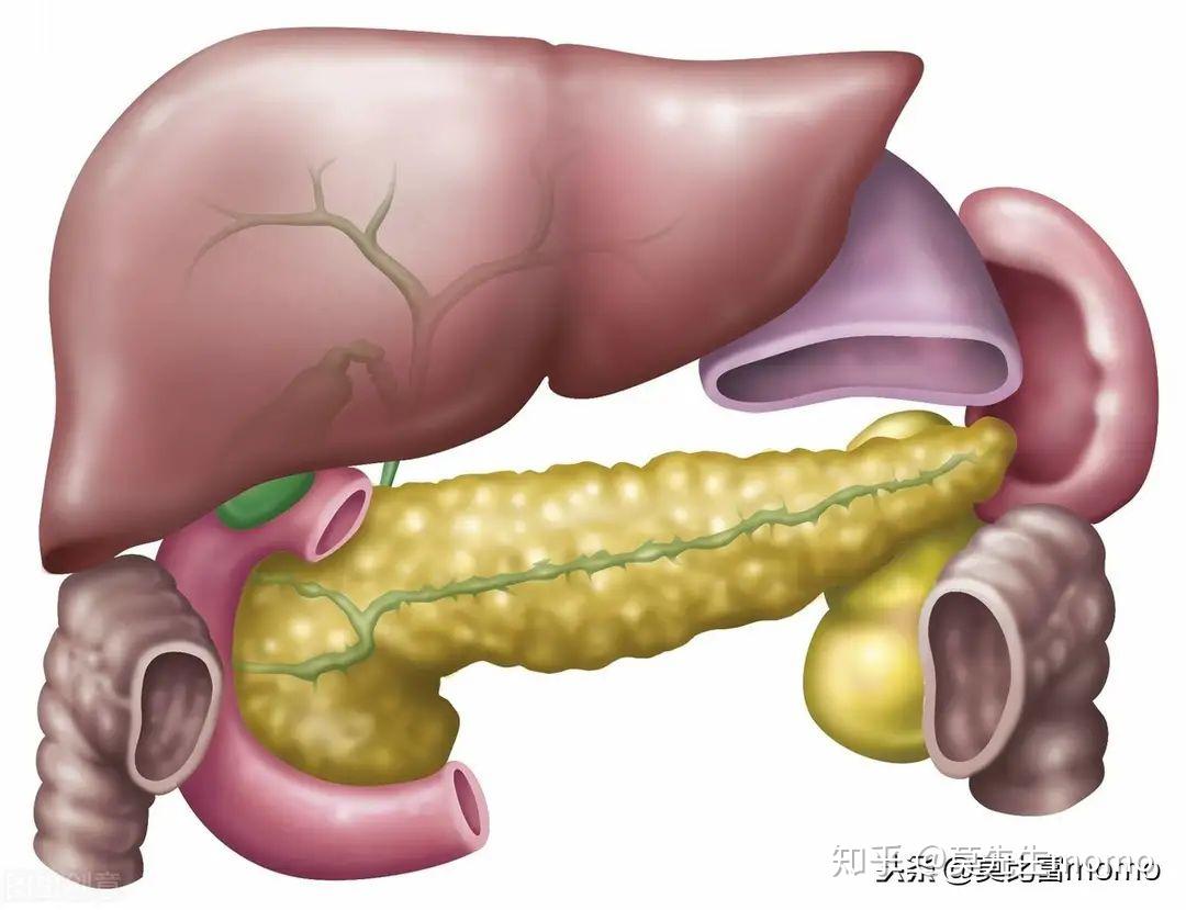 认知胰腺的生理功能? - 知乎