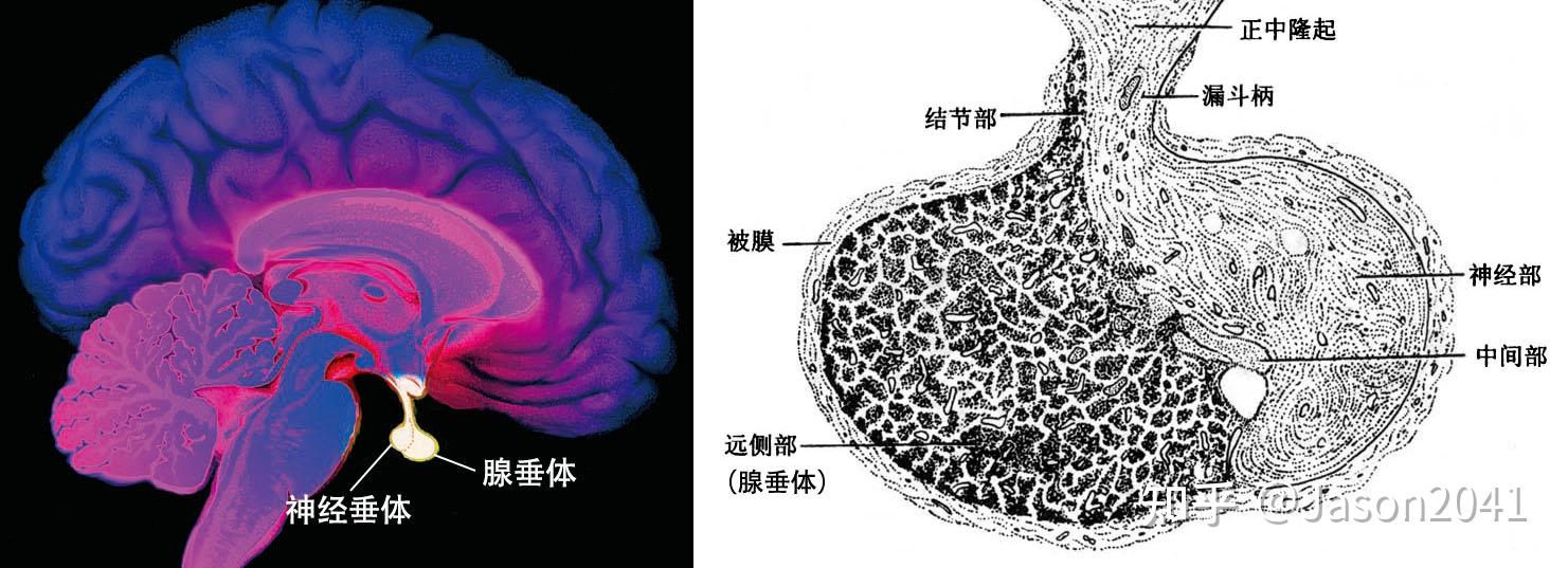 脑下垂体图片