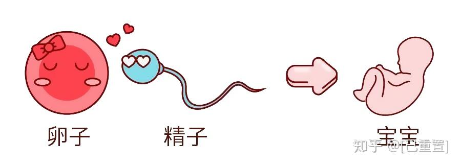 试管二次移植费用
