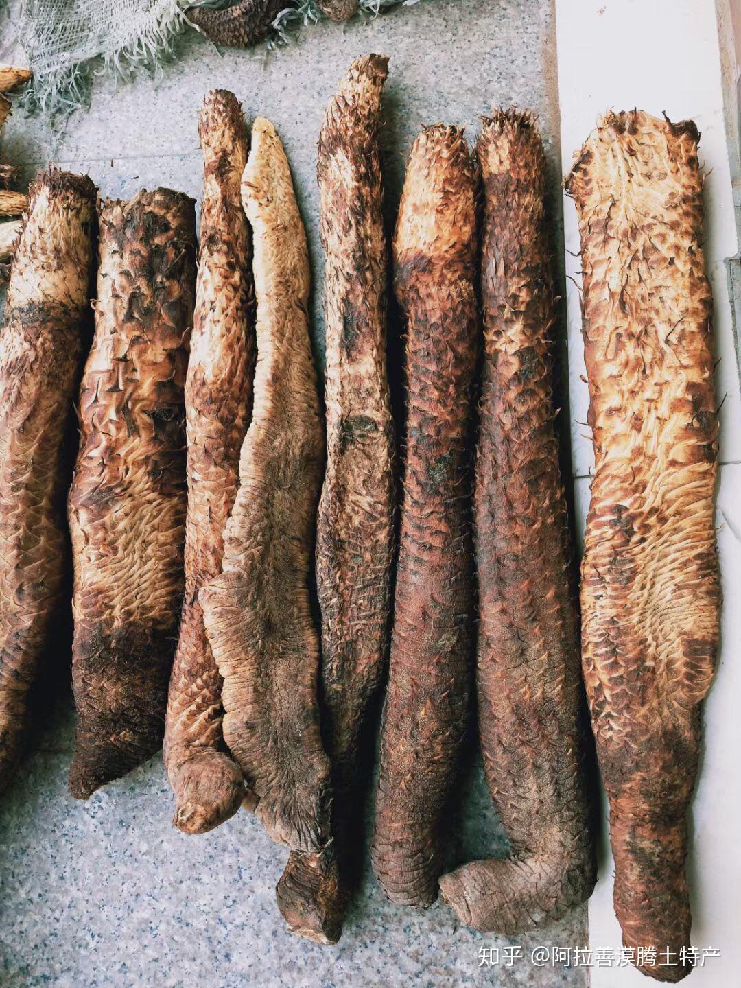 阿拉善漠腾土特产肉苁蓉