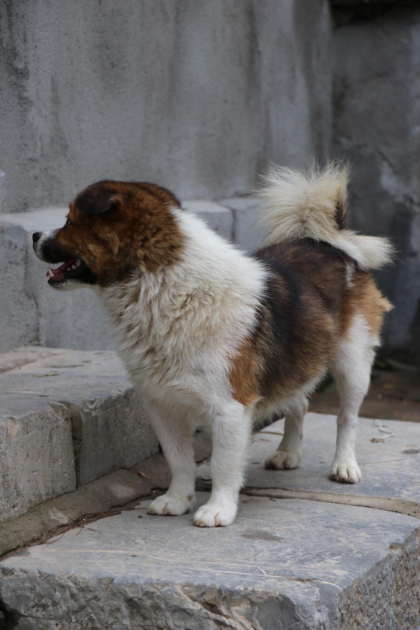 小时候的农村的还有很多猎人养的猎犬都是这种土狗,狼狗种类的,每次