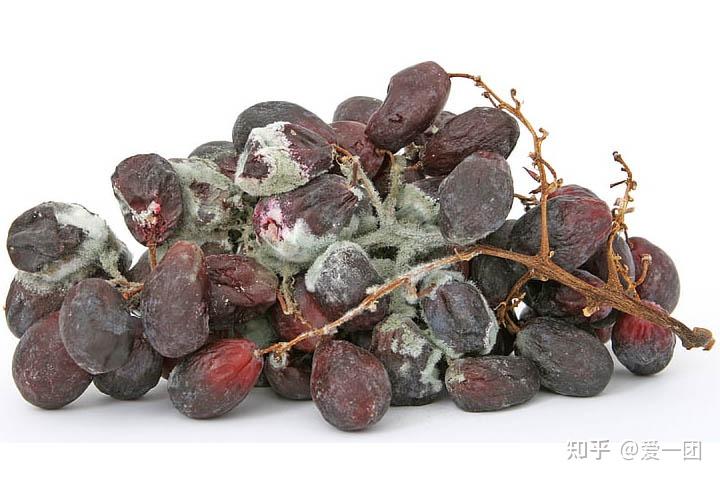水果烂了把烂的部分切掉能吃吗? - 知乎