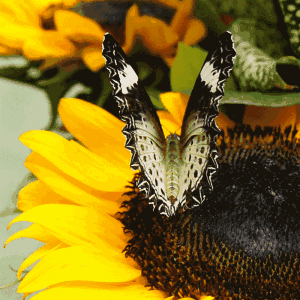 书单丨一雷惊蛰始寒虫醒于眠点开全是昆虫的绘本