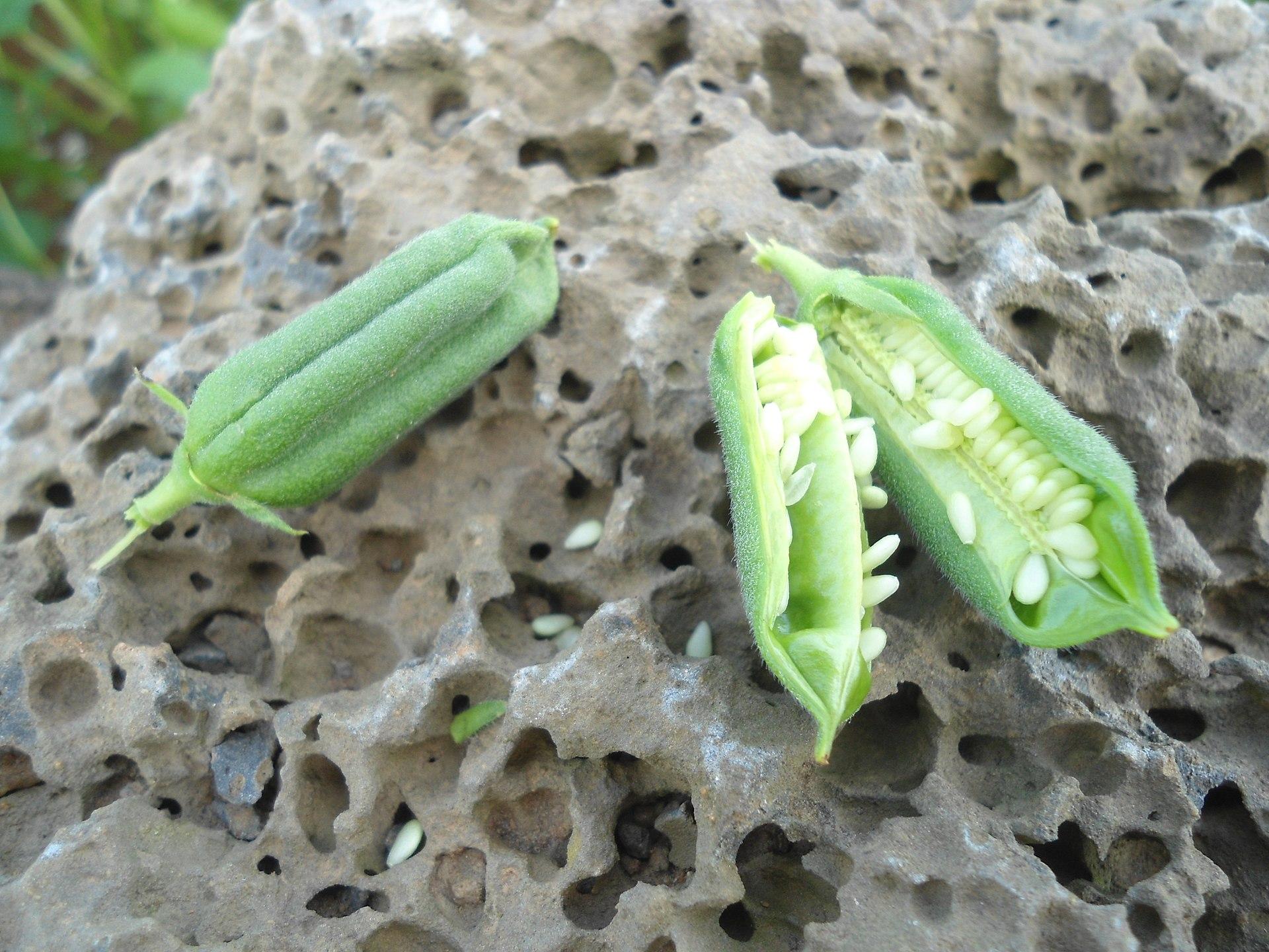 首先, 芝麻的播种(生长)季节与其他植物大不相同